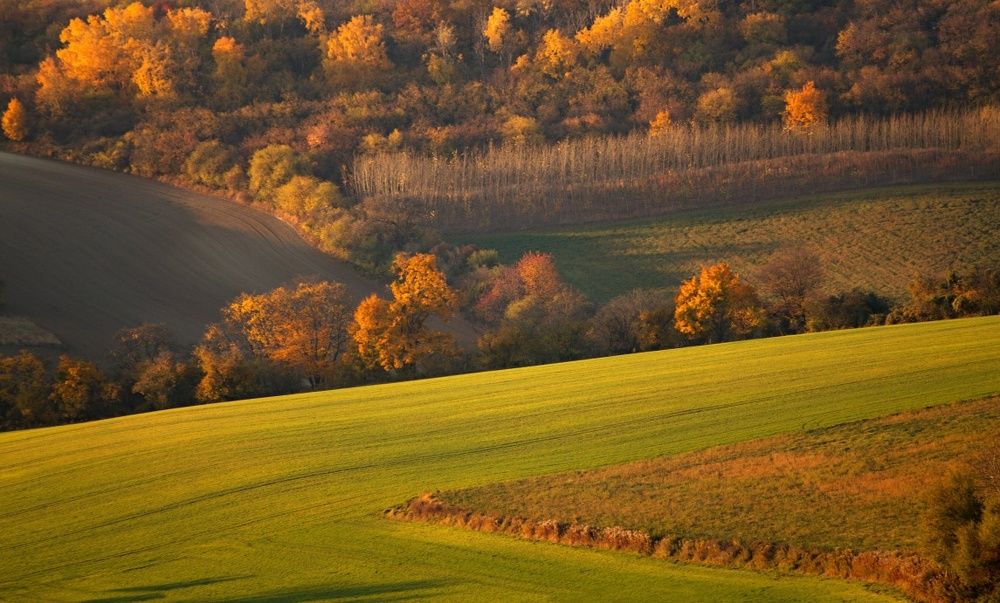 Golden hour