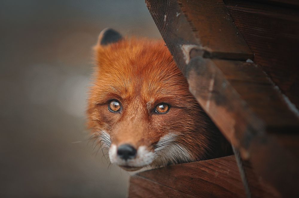 Photo 2034715
