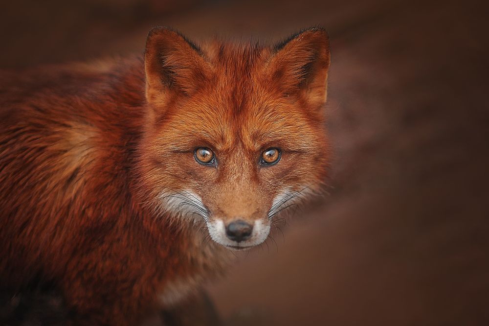 Photo 2034716