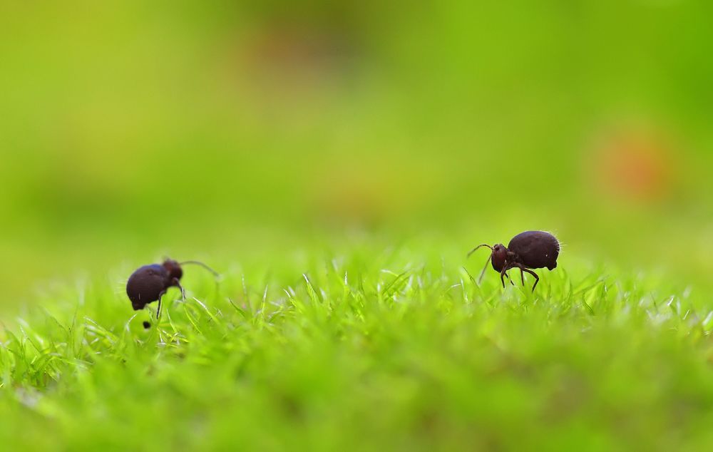 На лугу пасутся Ко... ? :)