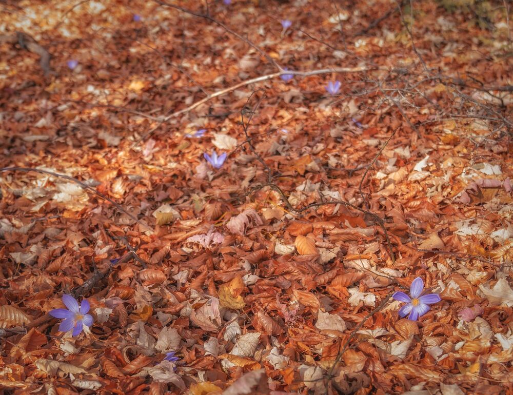 Крокус прекрасный