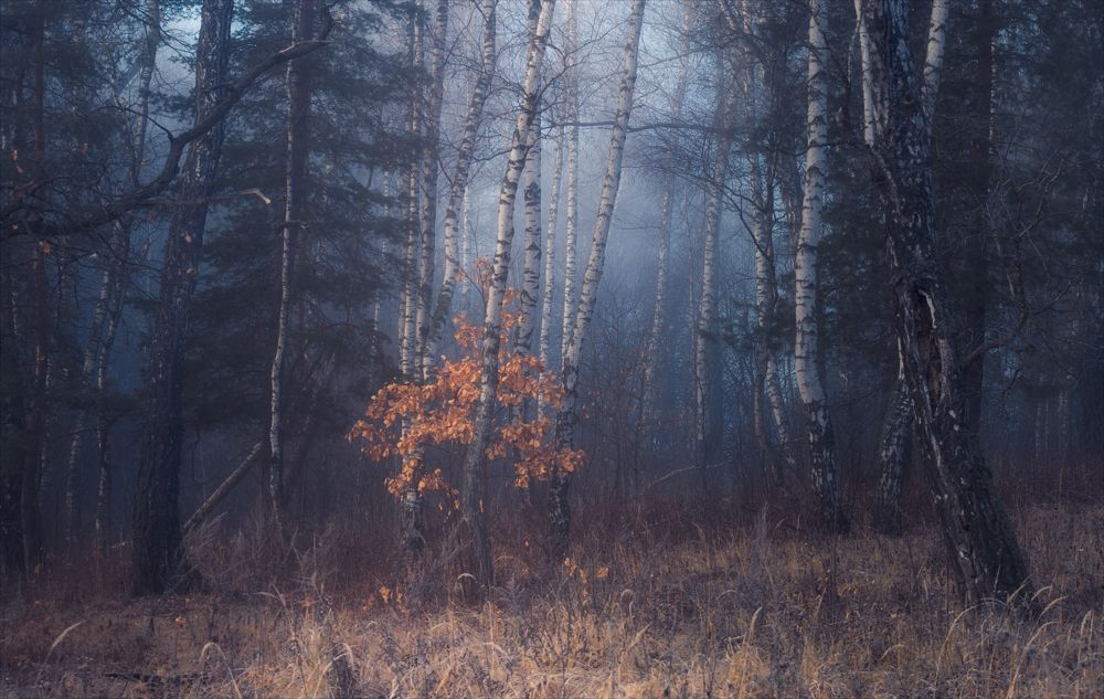 По берегам р.Вашана.