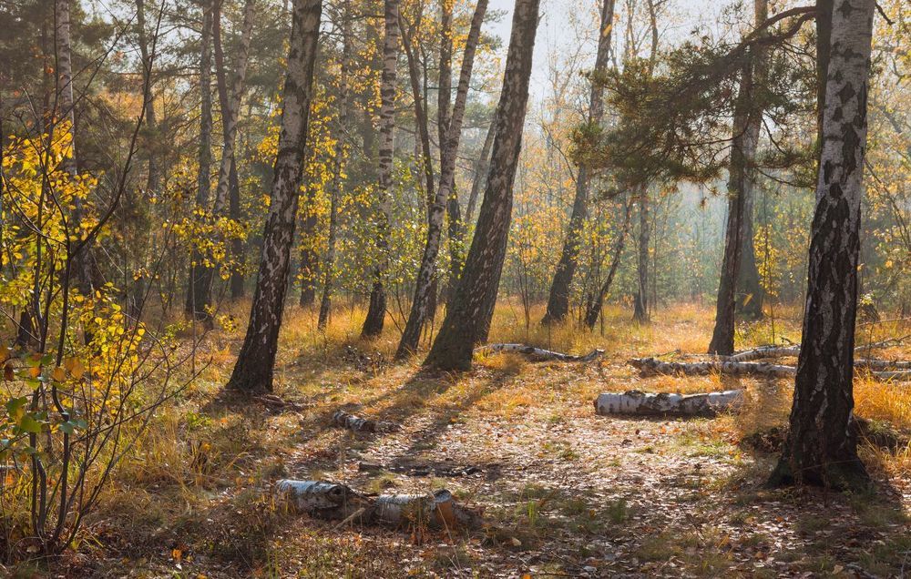 Залитый солнцем лес осенний