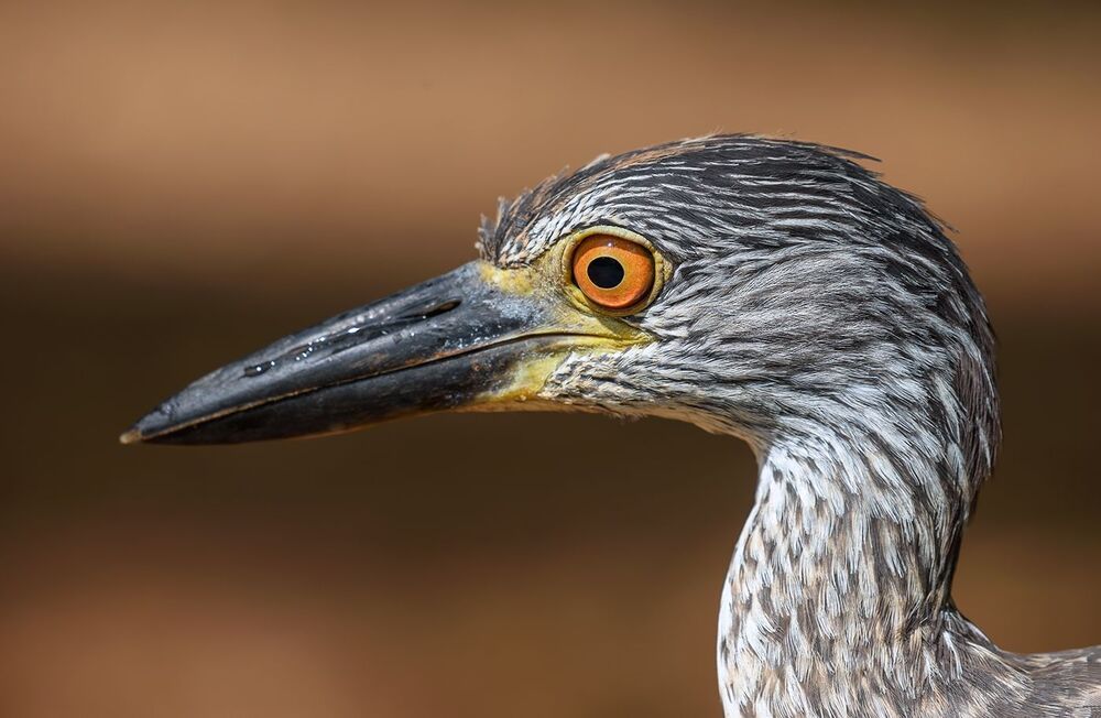 Yellow-crowned Night-Heron up close and personal