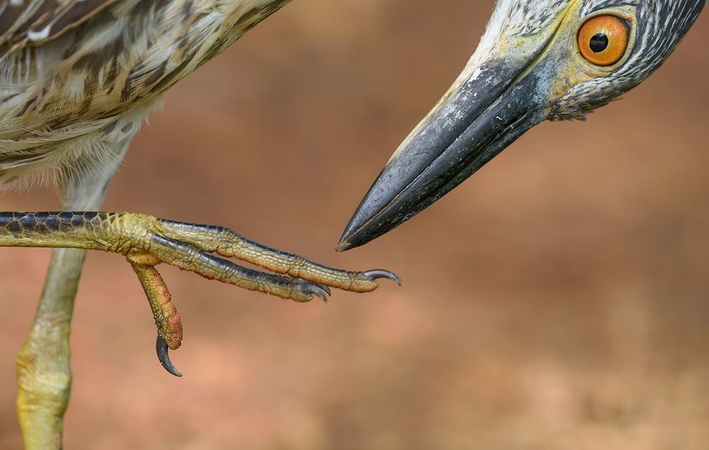 Yellow-crowned Night-Heron up close and personal