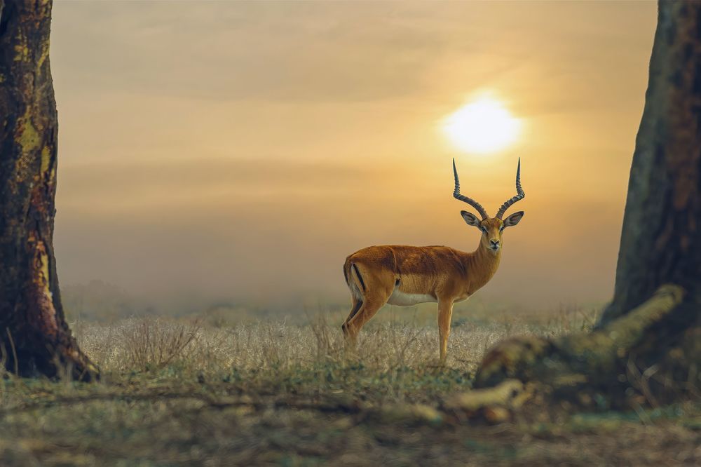 behind the sunset