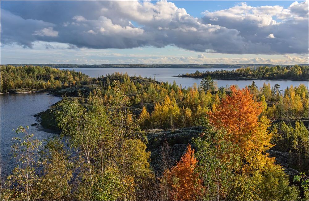 Осины в вечерних лучах