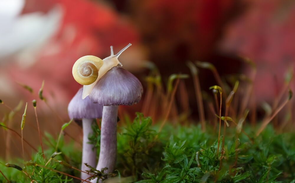 Macro
