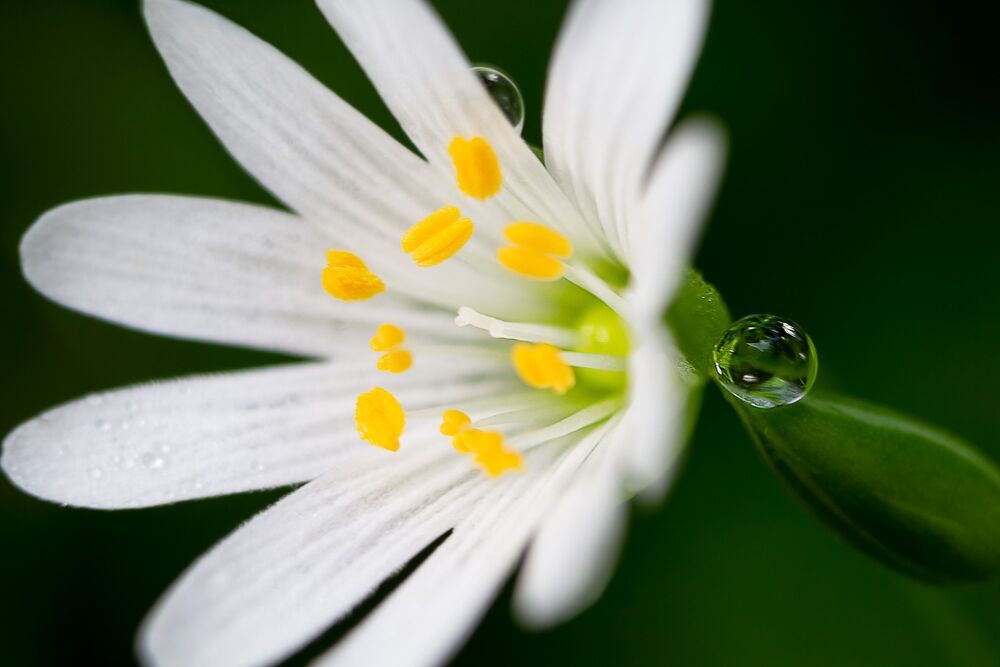 Macro