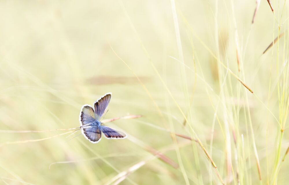 Macro