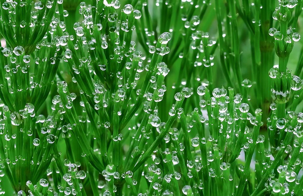 Macro