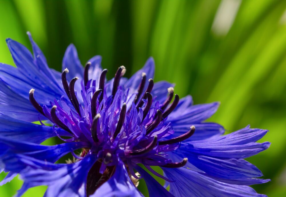 Macro