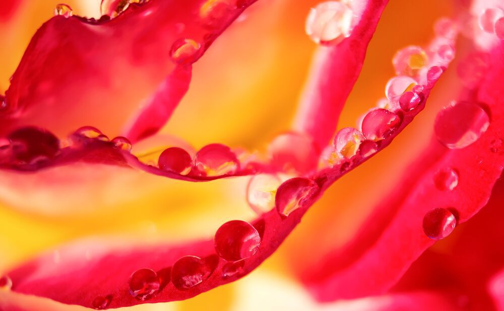 Macro