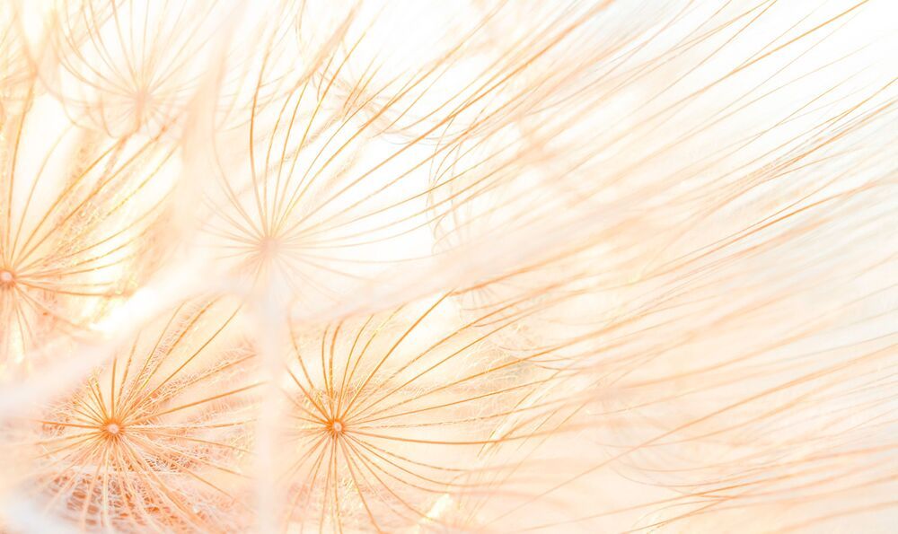 Macro