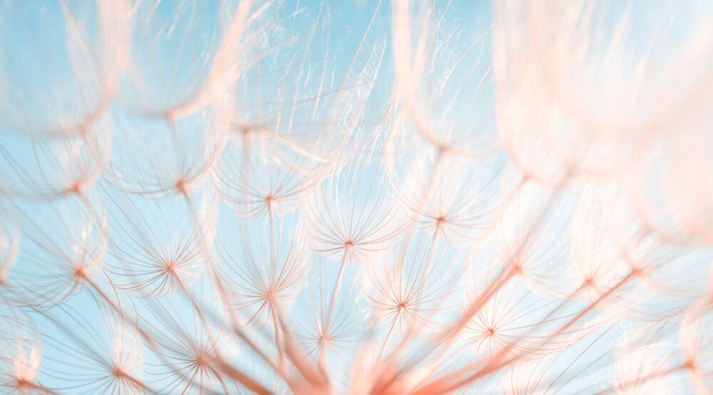 Macro