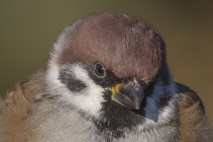 Birds