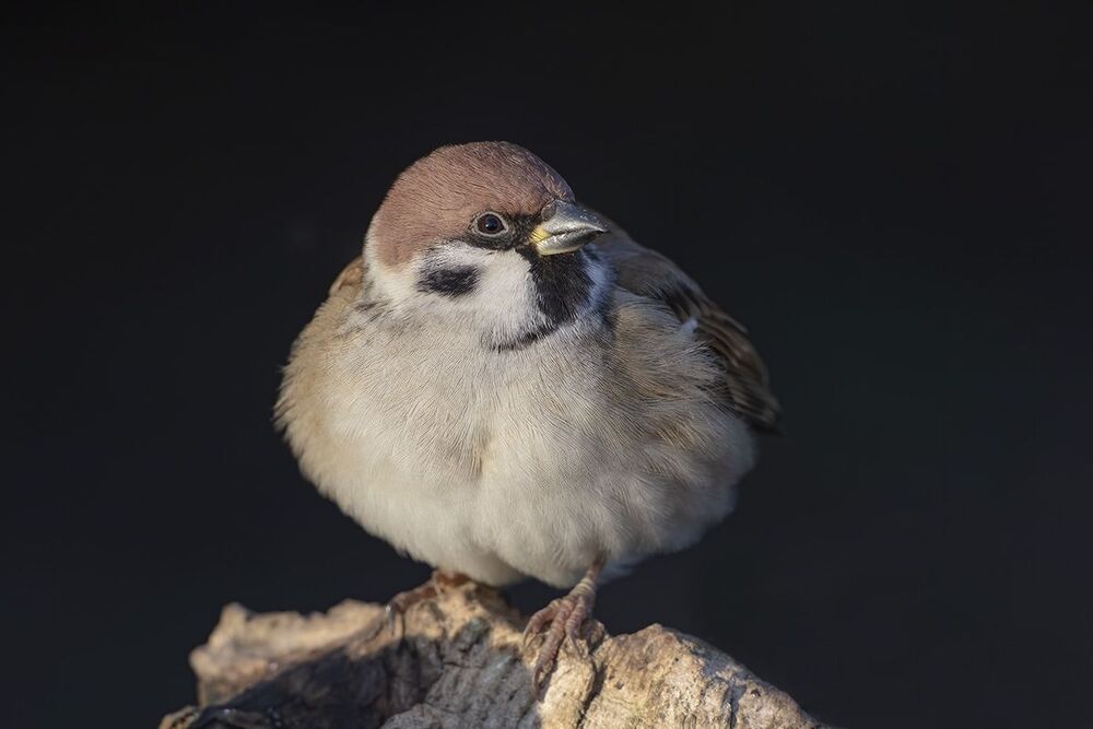 Birds