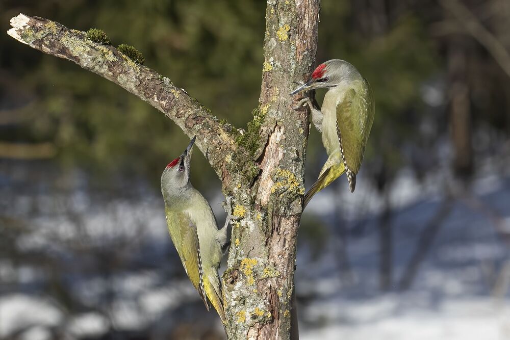 Birds
