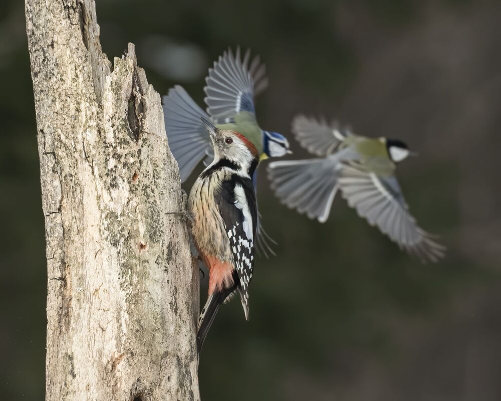 Birds
