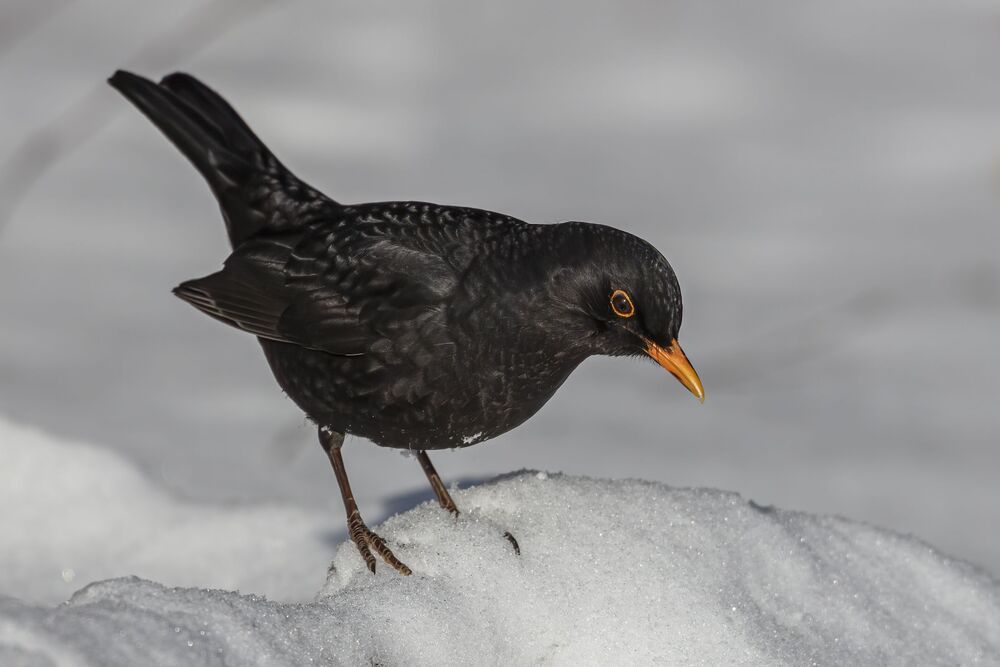 Birds
