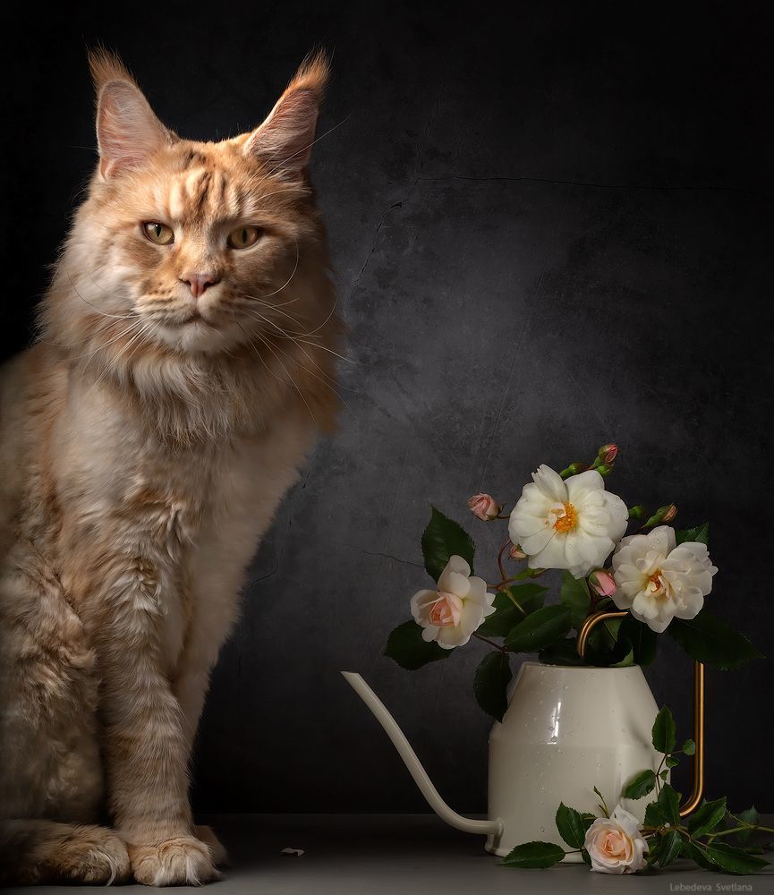 Котонатюрморт