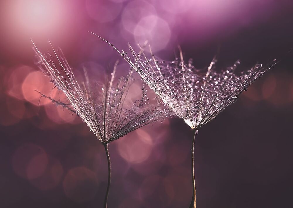 Dandelions