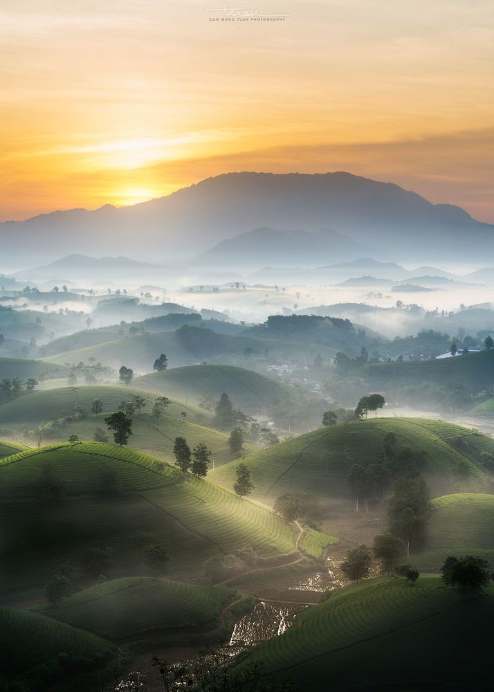 Far away to the tea hill...1