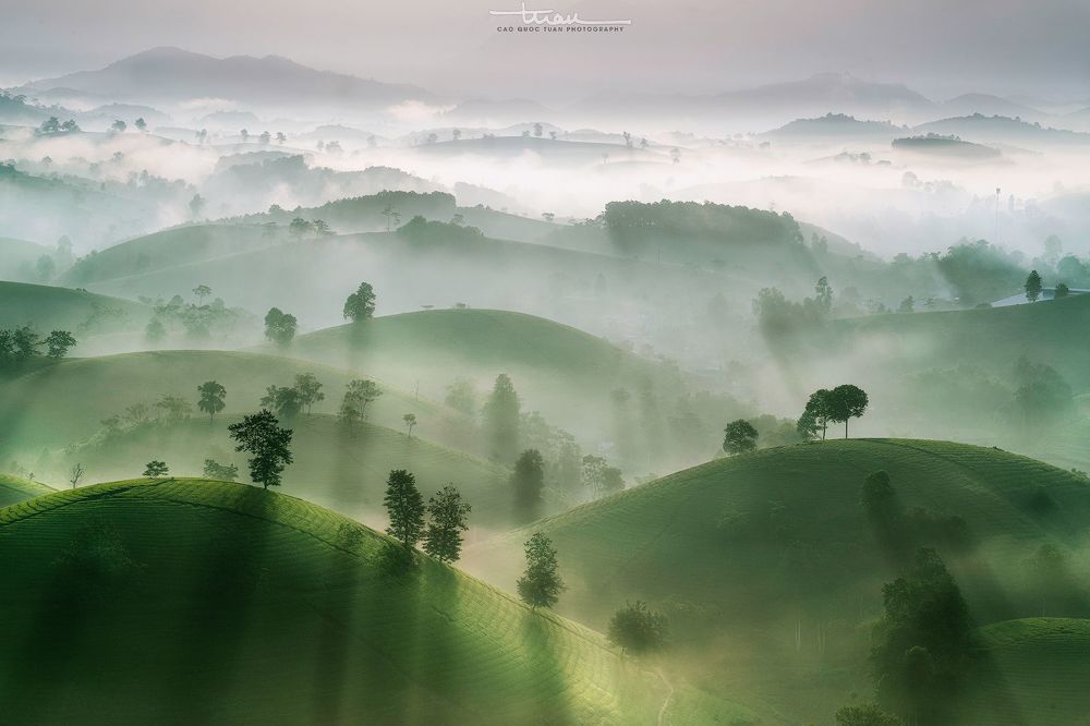 Far away to the tea hill...3