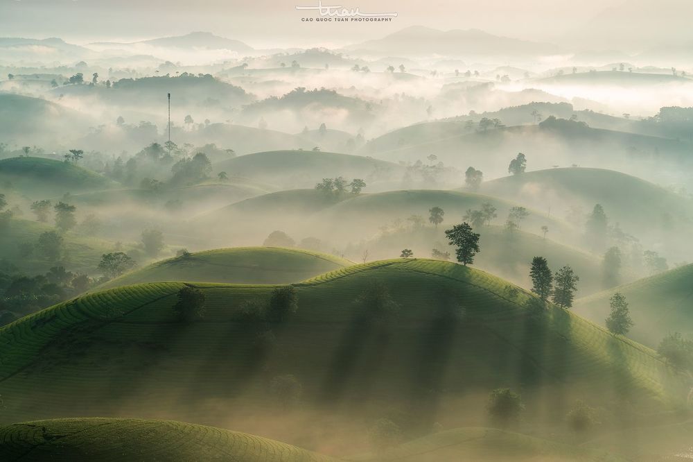 Far away to the tea hill...4