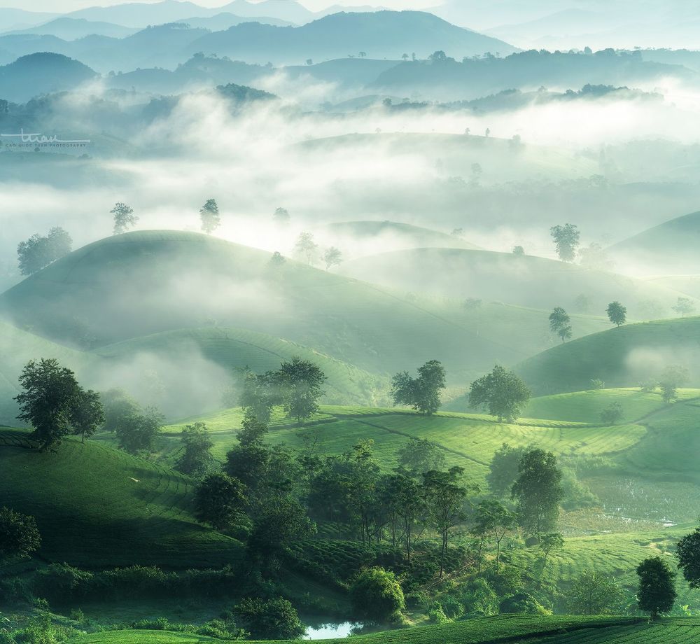 Far away to the tea hill...5