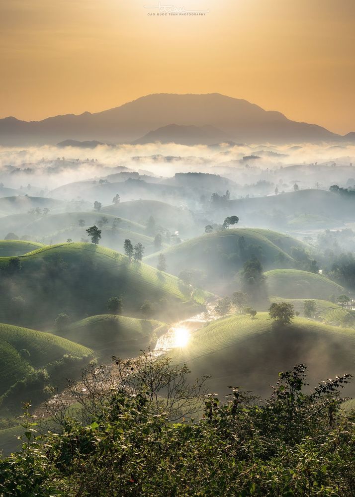 Far away to the tea hill...6