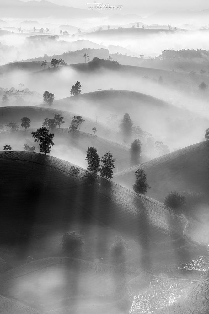 Far away to the tea hill...8