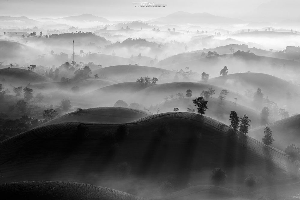 Far away to the tea hill...9