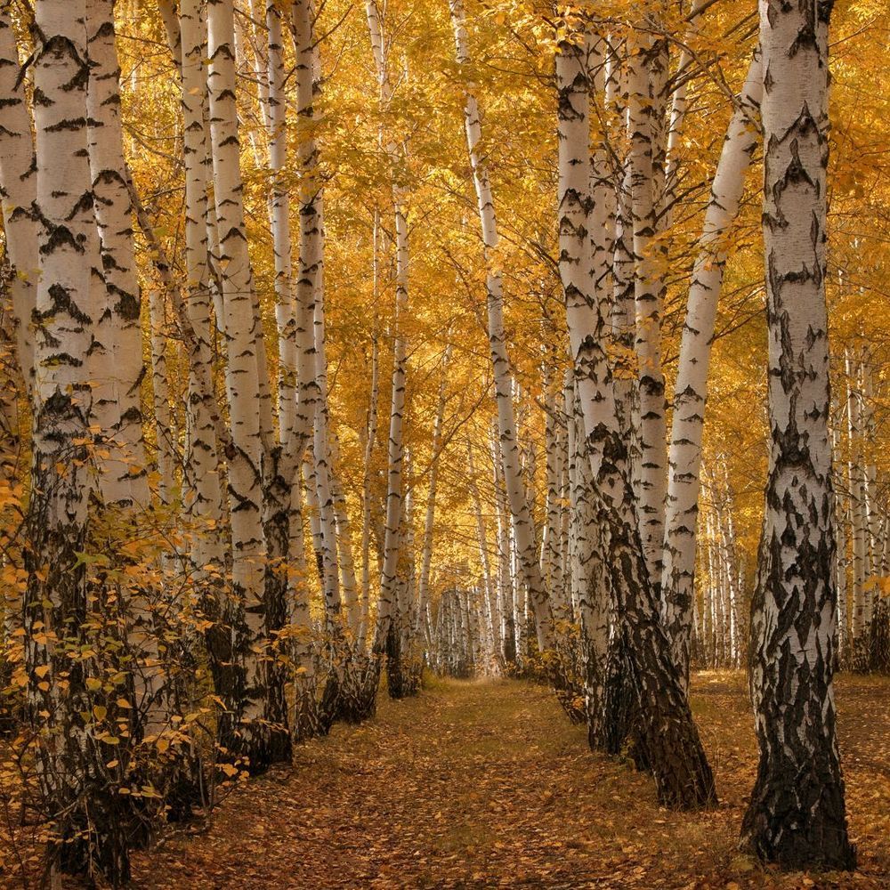 Осень в картинках