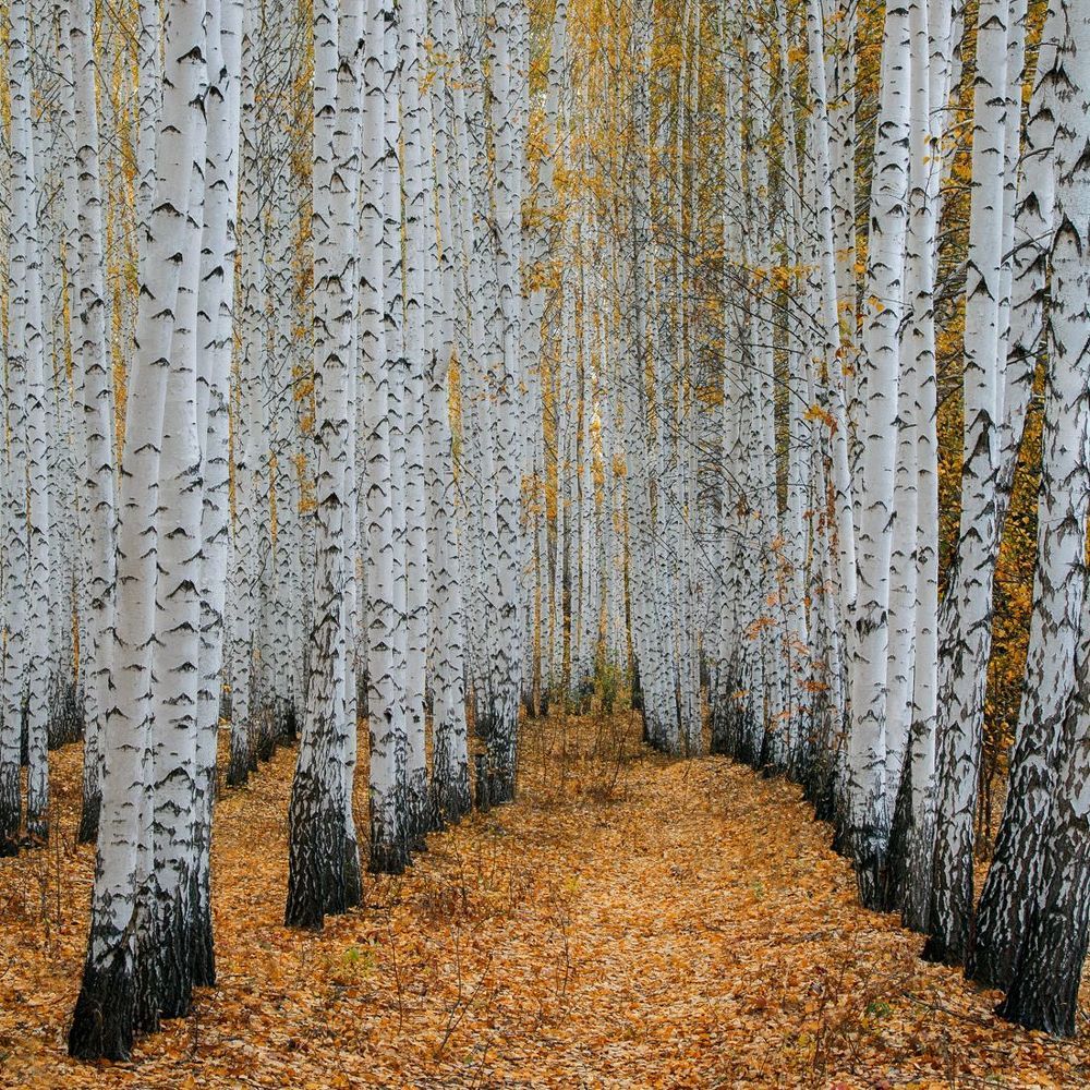 Осень в картинках