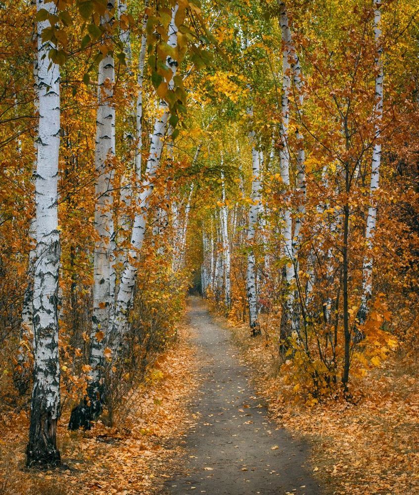 Осень в картинках