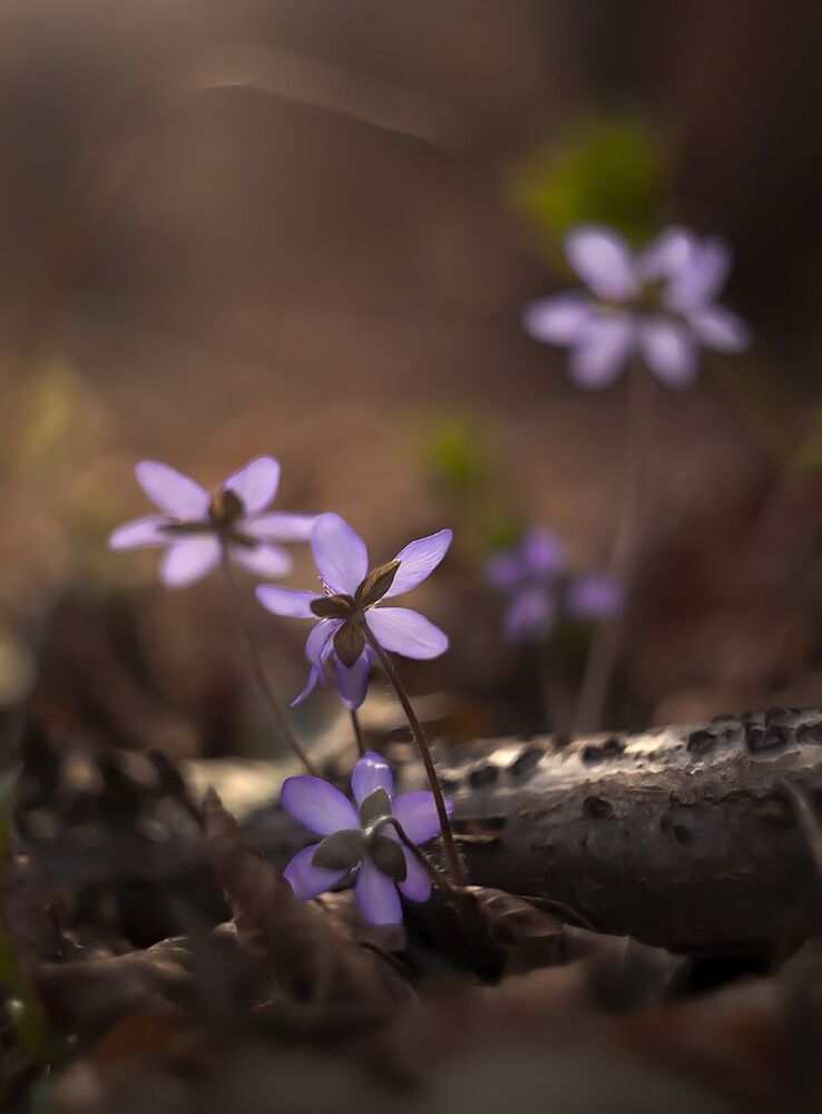 Hepatica nobilis