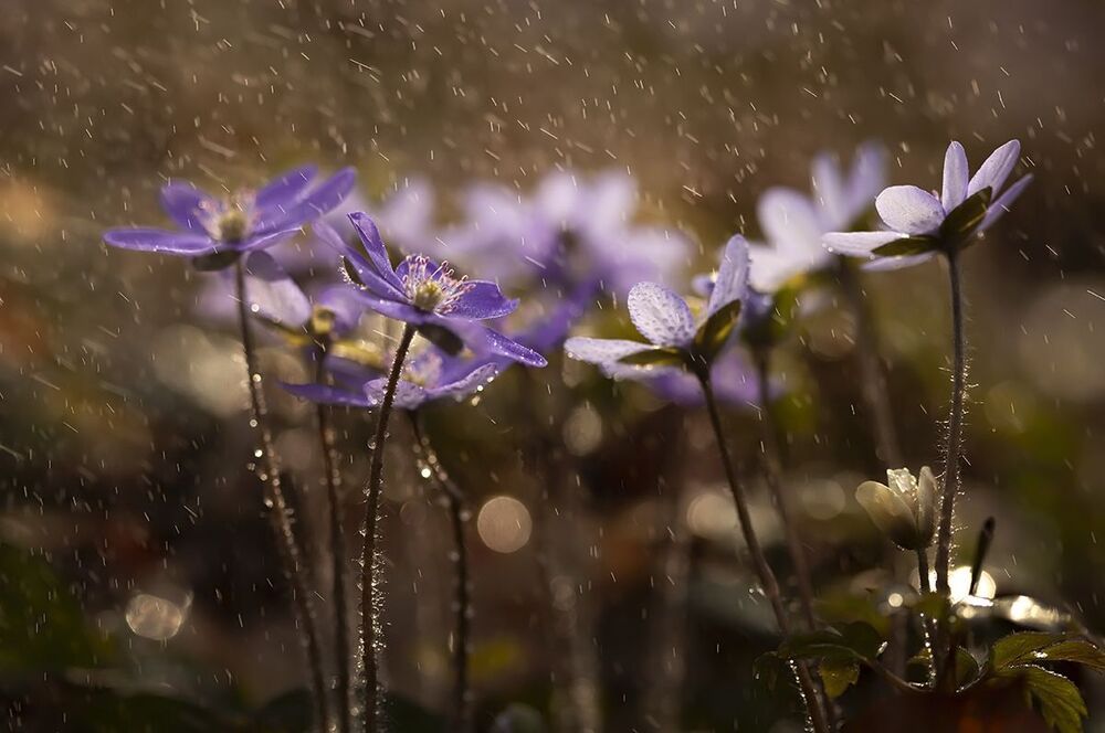 Hepatica nobilis