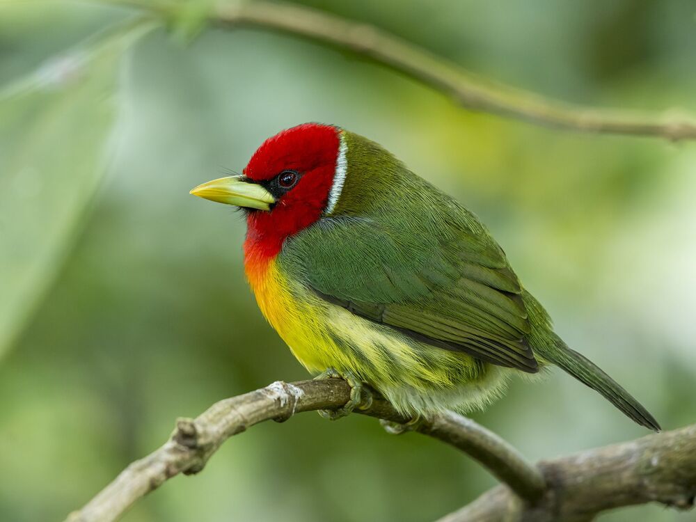 Red-headed Barbet (Eubucco bourcierii) Barbudo Cabecirrojo (Ruano) R