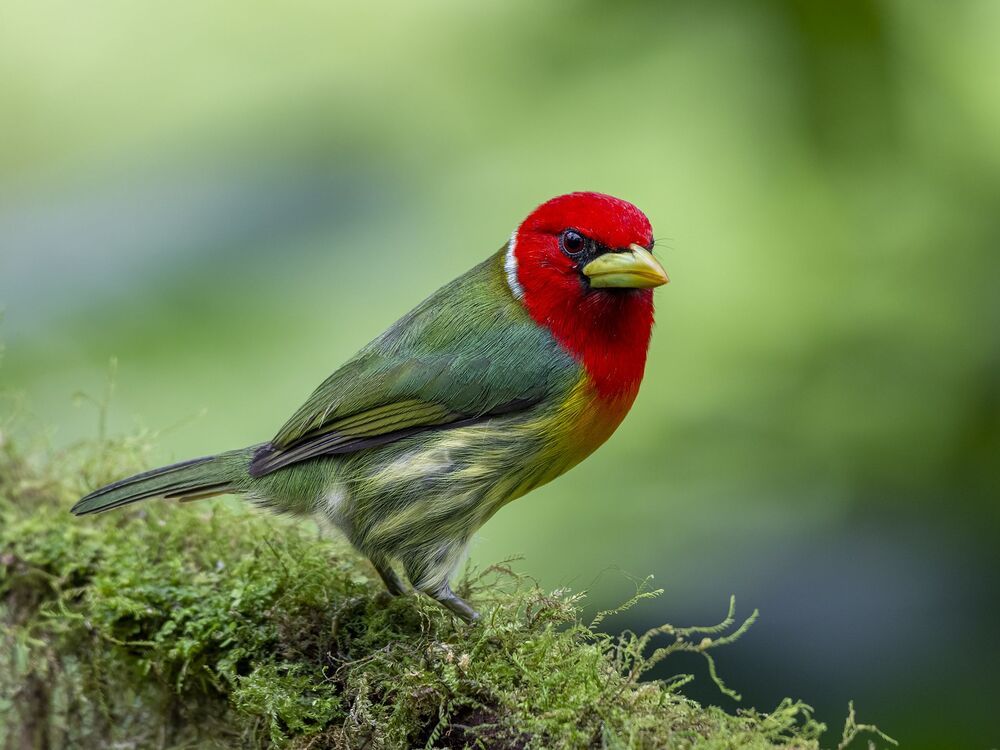 Red-headed Barbet (Eubucco bourcierii) Barbudo Cabecirrojo (Ruano) R