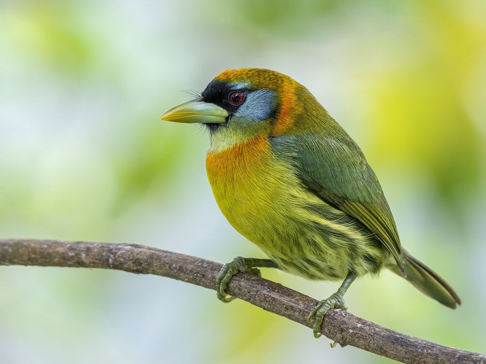Red-headed Barbet (Eubucco bourcierii) Barbudo Cabecirrojo (Ruano) R
