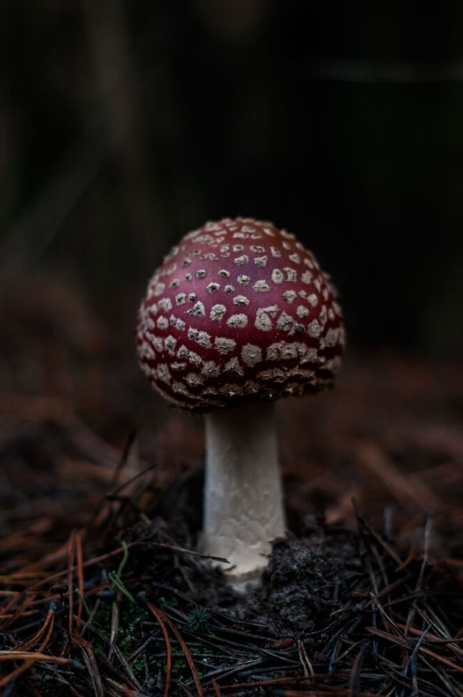 Маленькие прелести