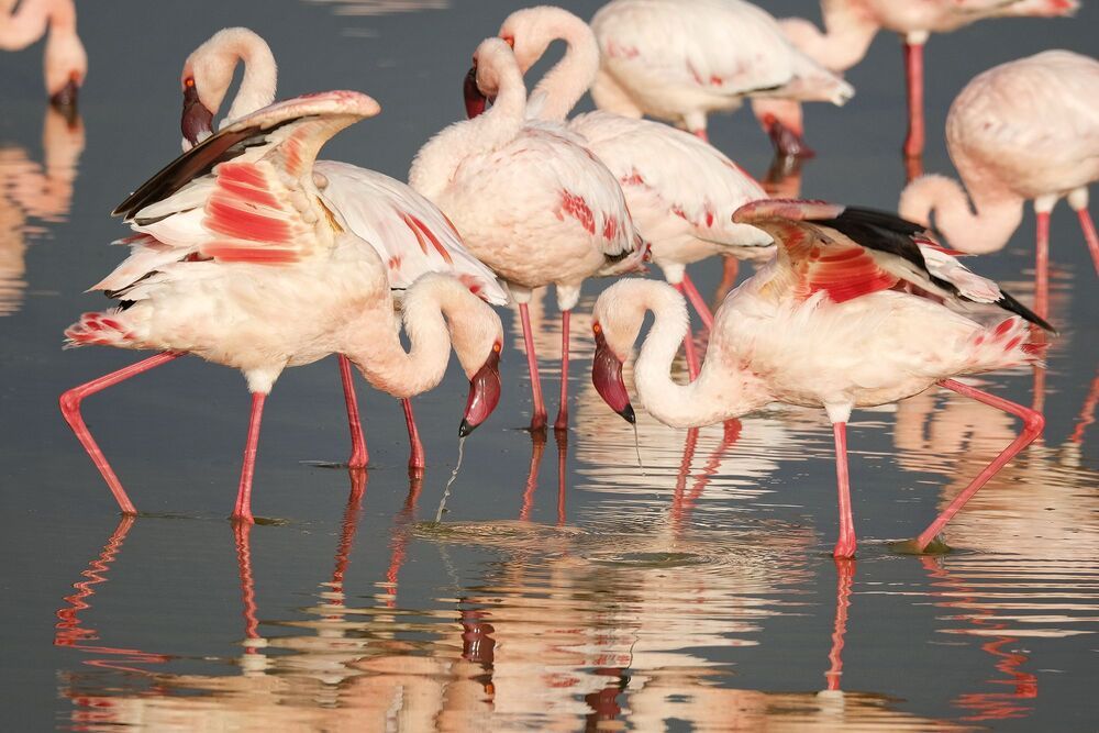 African wildlife