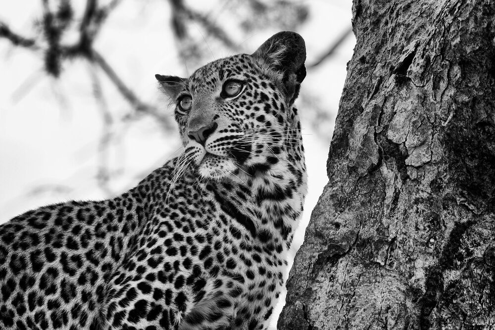 African wildlife