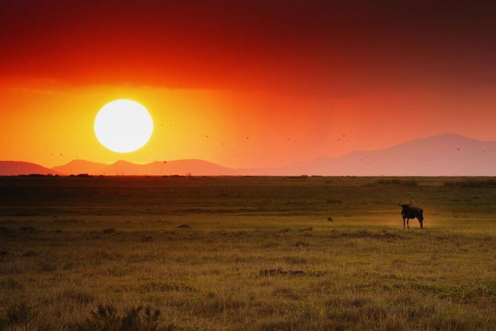 African wildlife