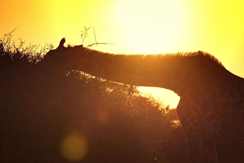 African wildlife