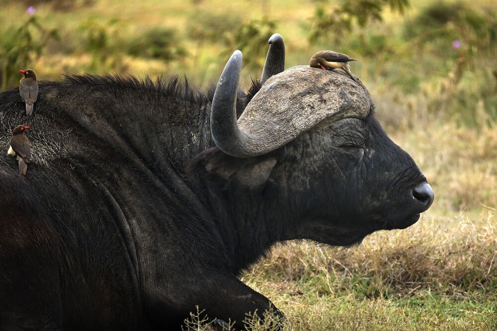 African wildlife