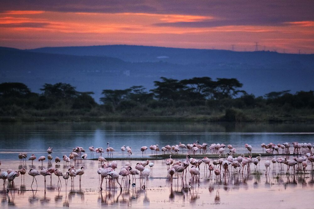 African wildlife