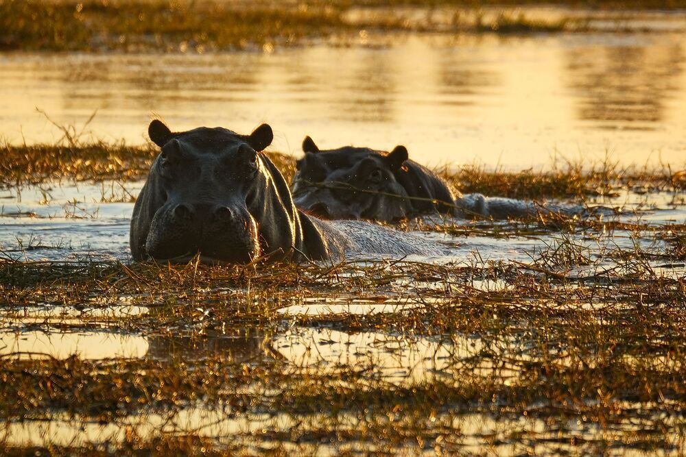 African wildlife
