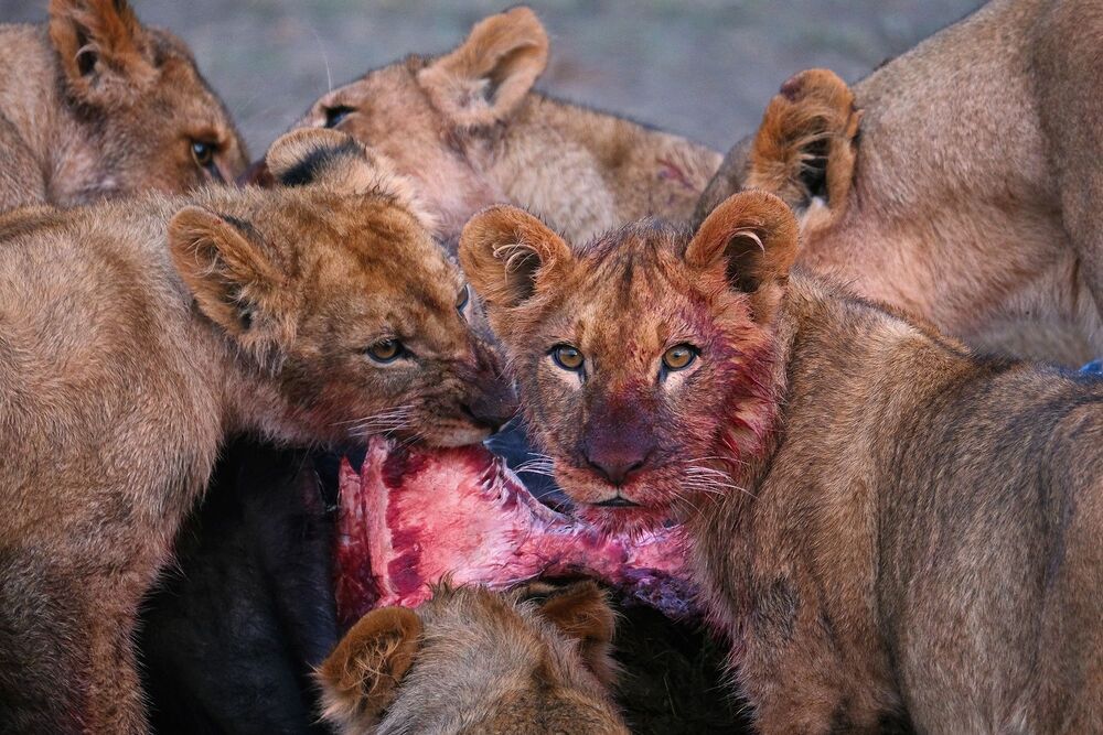 African wildlife